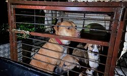 Serik’te özel hayvan barınağı sular altında kaldı