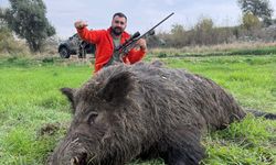 Serik'te tarım alanları korundu, 22 domuz vuruldu!