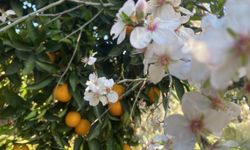 Sıcak havayı gören badem ağaçları çiçek açtı: Uzmanlar don riskine karşı uyardı