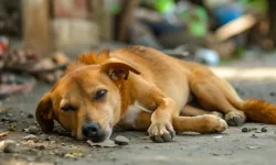 Vali Şıldak il genelindeki sokak hayvanlarının tamamının toplatıldığını duyurdu