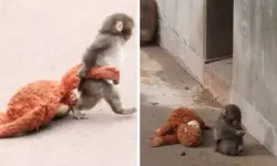Sosyal medyada viral anlar: Annesi tarafından terk edilen maymuna sürpriz!