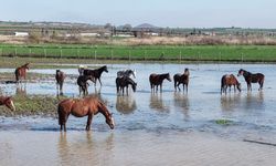 Taşkın yaşandı, milyonluk atlar sular altında kaldı!