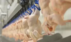 Tavuk üreticilerine kötü haber: İhracatlar durduruldu