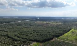 “81 İlde 81 Orman” projesi büyüyor: Antalya’da fidanlar toprakla buluştu