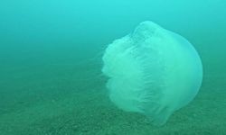 Akdeniz’in en büyüğü Antalya açıklarında görüldü: “Zehri yakıcı!