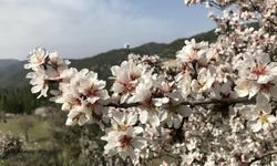 Akseki’ye bahar geldi: Ortaya kartpostallık görüntü çıktı