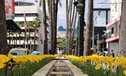 Antalya sokaklarına bahar geldi! Laleler sokakları renklendirdi!