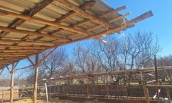 Besi çiftliğinde skandal görüntü! Bilerek mi çamura batırıldı?