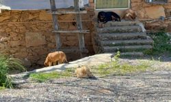 Gazipaşa'da 7 yaşındaki ç*cuğa köpek s*ldırdı!