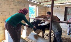 Gazipaşa’da hayvan sağlığı için sahada yoğun çalışma