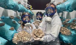 Hem avukat hem üretici: Günde 1000 kg hasat yapıyor