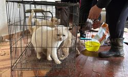 Deport edilen kadının evindeki 12 hayvan kurtarıldı