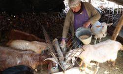 Korkuteli çiftçileri kendi yemini üretiyor: Büyükşehir’den yeni makine