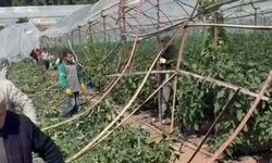 Kumluca’da hortum: 10 dönüm sera yerle bir oldu