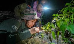 Mağarada eşsiz canlı türleri keşfedildi: Uçan yılan bile var!