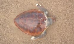 Rutin devriyede üzücü manzara! Cansız halde bulundu