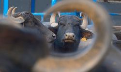 Türkiye'nin yeni manda ırkı Murana! İşte diğerlerinden farkı…