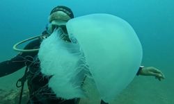 Antalya Körfezi’nde denizanası yoğunluğu: Uzman denizanalarına karşı uyardı