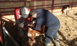 Ziraat Mühendisliği’ni bırakıp hayvancılığa başladı: “Pişman olmayacağım” dedi