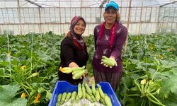 Aksu’da kadın emeği tarımı güçlendiriyor: Hem üretim hem ihracat