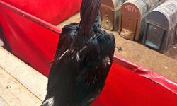 Alanya’da horoz dövüşüne jandarma baskını: 11 kişiye ceza