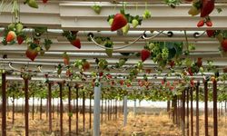 Almanya’da eğitimi kaptı, Serik’te üretime başladı: Çilekleri dünya pazarında!