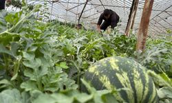 Kumluca çekirdek karpuzunda hasat başladı: Kilosu 60 TL