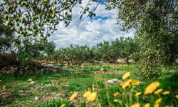 Antalya’nın zeytinyağında yeni merkezi Aksu: 120 tonluk dev tesis geliyor