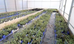 Büyükşehirden Alanya keçiboynuzu üretimi için 5 bin fidan desteği