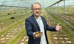 Manavgat’ta bir ilk: Kuzugöbeği mantarı artık seralarda yetiştiriliyor