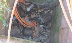 Manavgat’ta ‘özgürlük’ operasyonu: Mahsur kalan serçe ve kirpiler doğaya döndü