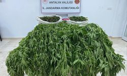 Serada “hasat” şoku: Meyve-sebze değil, uy*şturucu çıktı