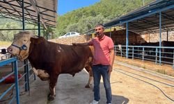 Alanya'da 1 ton 200 kilogramlık dana 450 bin TL'ye alıcı buldu