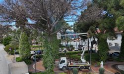 Alanya’da çam kabuk böceğine karşı ortak mücadele başlatıldı