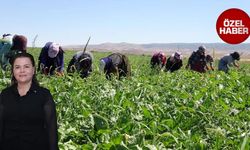 Tarım işçilerinin kanayan yarası: Sosyal güvence eksikliği