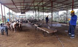 Yaz geldi, mücadele başladı: Antalya’da ilaçlama seferberliği