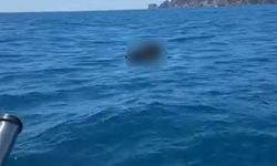 Alanya'da şaşırtan görüntü: Denizde ölü keçi bulundu