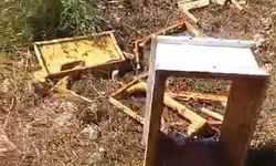 Alanya’da arı kovanlarına ayı saldırısı: Yüzlerce kovan zarar gördü