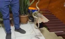 Evine giren yılanı “Kafanı ez*rim” diyerek doğaya bıraktı