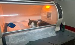 Alanya’da korkutan olay: Kedi Fıstık’tan 400 gramlık kist çıkarıldı