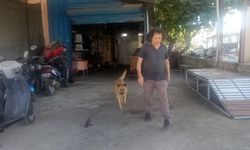 Ormanda duyduğu sesle hayatı değişti: Gözleri görmeyen köpekle 13 yıllık dostluk