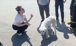 Günlerdir duyulan sesin sırrı ortaya çıktı! Gözyaşları sel oldu