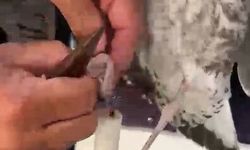 Misinaya dolanan martıyı dikkatli balıkçılar kurtardı