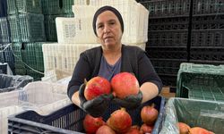 Serik’te nar bolluğu yaşanıyor! Ancak piyasada işler değişti