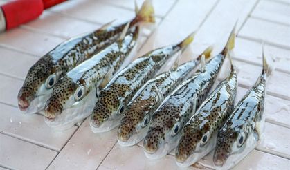 Antalya'da 'balon balığı avcıları' 747 bin 544 lira kazandı