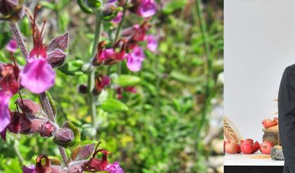 AVRUPA’DA BİR ELİN PARMAĞINI GEÇMİYOR… ANTALYA’DA 800 ÇEŞİT! 