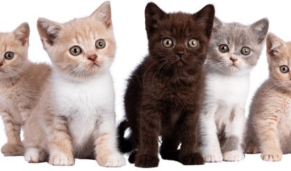 Bilim insanları araştırdı: Kedilerin anavatanı Türkiye