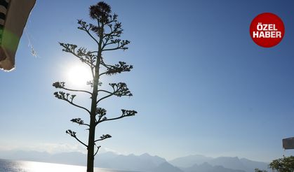 Yarım asır sonra açtı, sabır çiçeği Antalya’da göz kamaştırdı