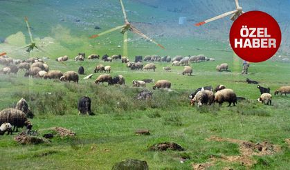 Dev proje için Korkuteli'nin en verimli otlağı seçildi: "Başka geçim kaynağımız yok”