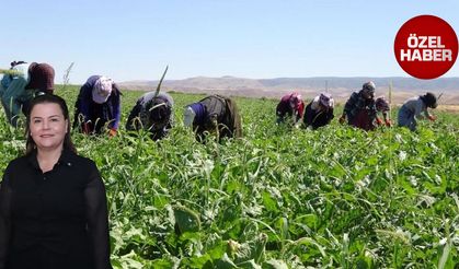 Tarım işçilerinin kanayan yarası: Sosyal güvence eksikliği